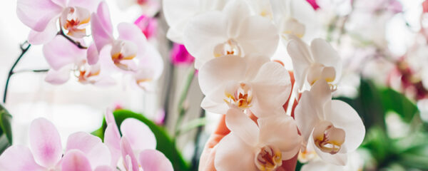 orchidées