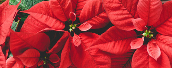 poinsettia