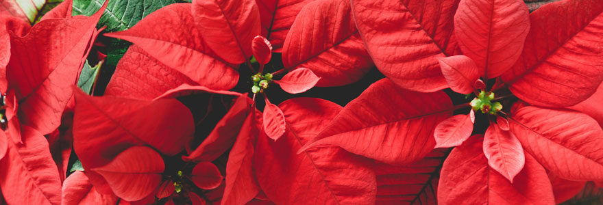 poinsettia